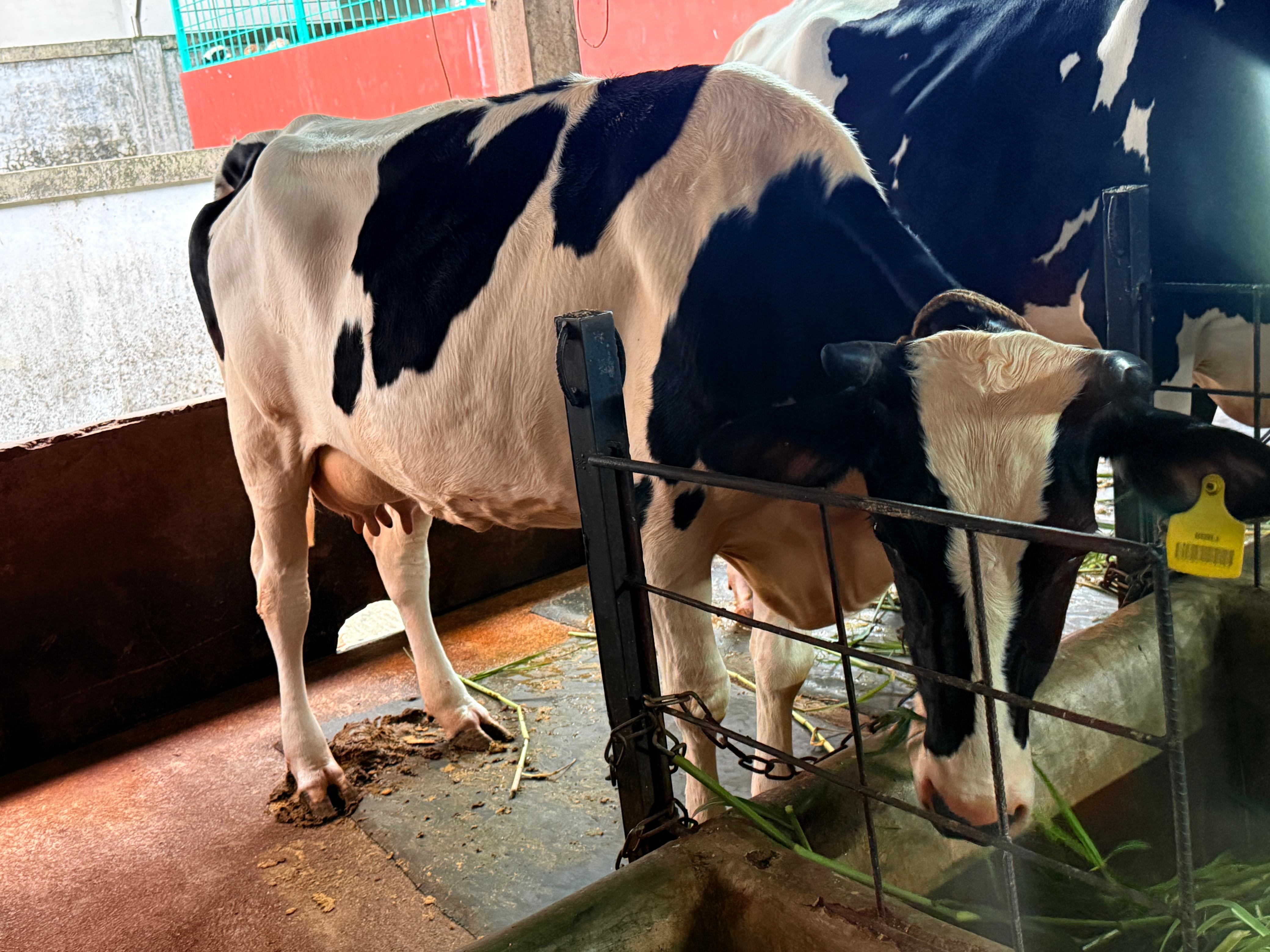Cow Milking 1