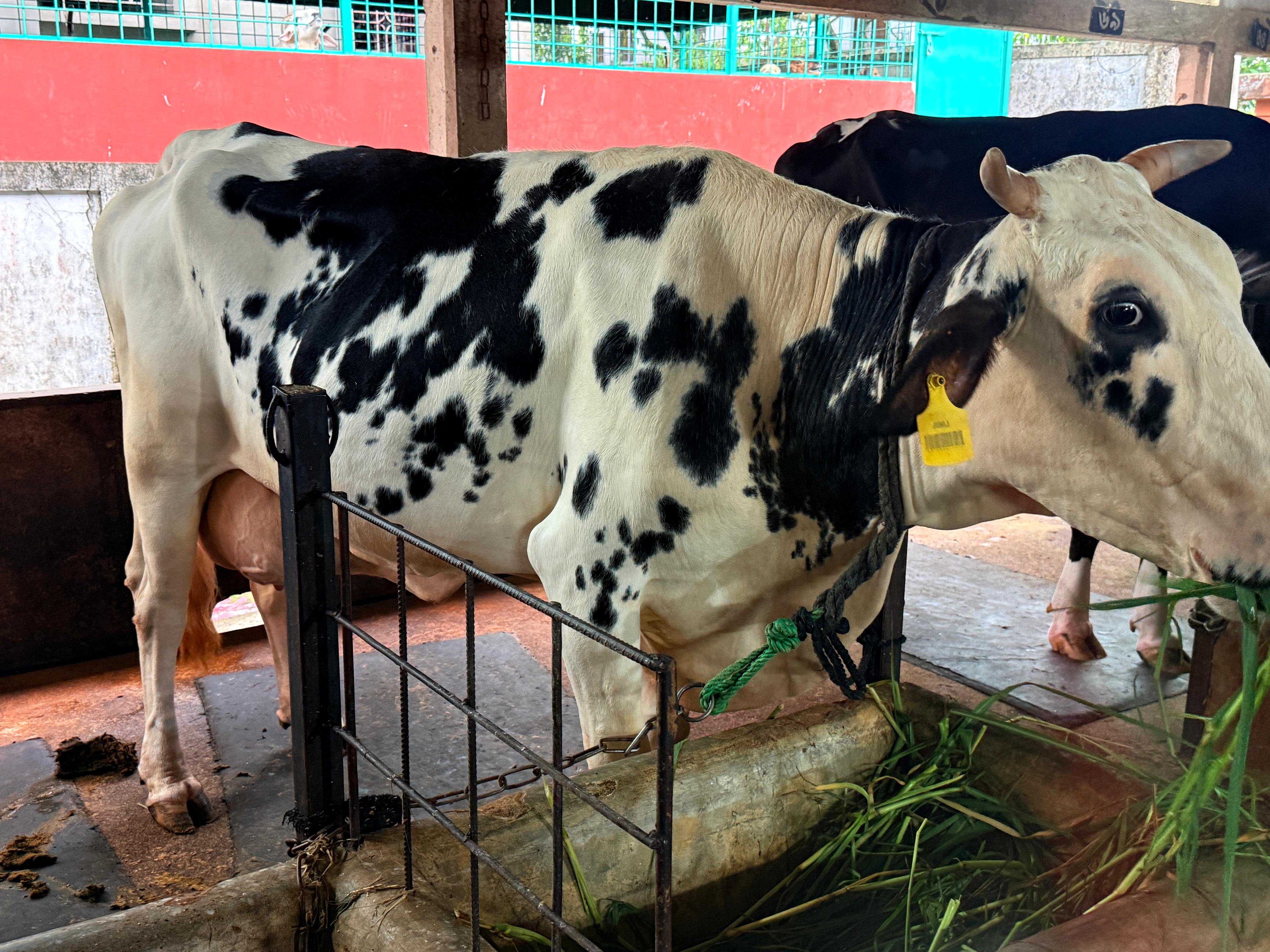 Cow Milking 2