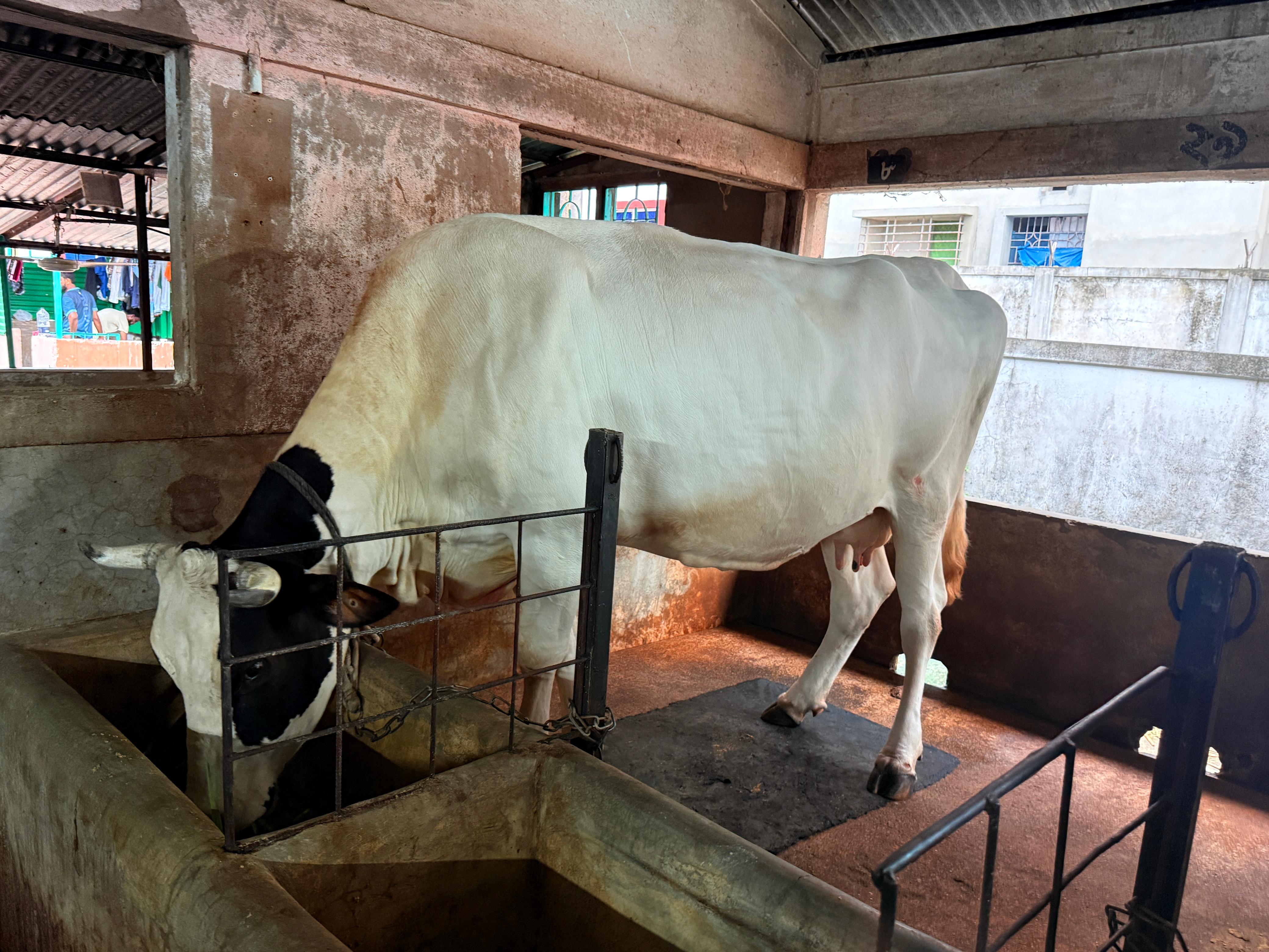 Cow Milking 3