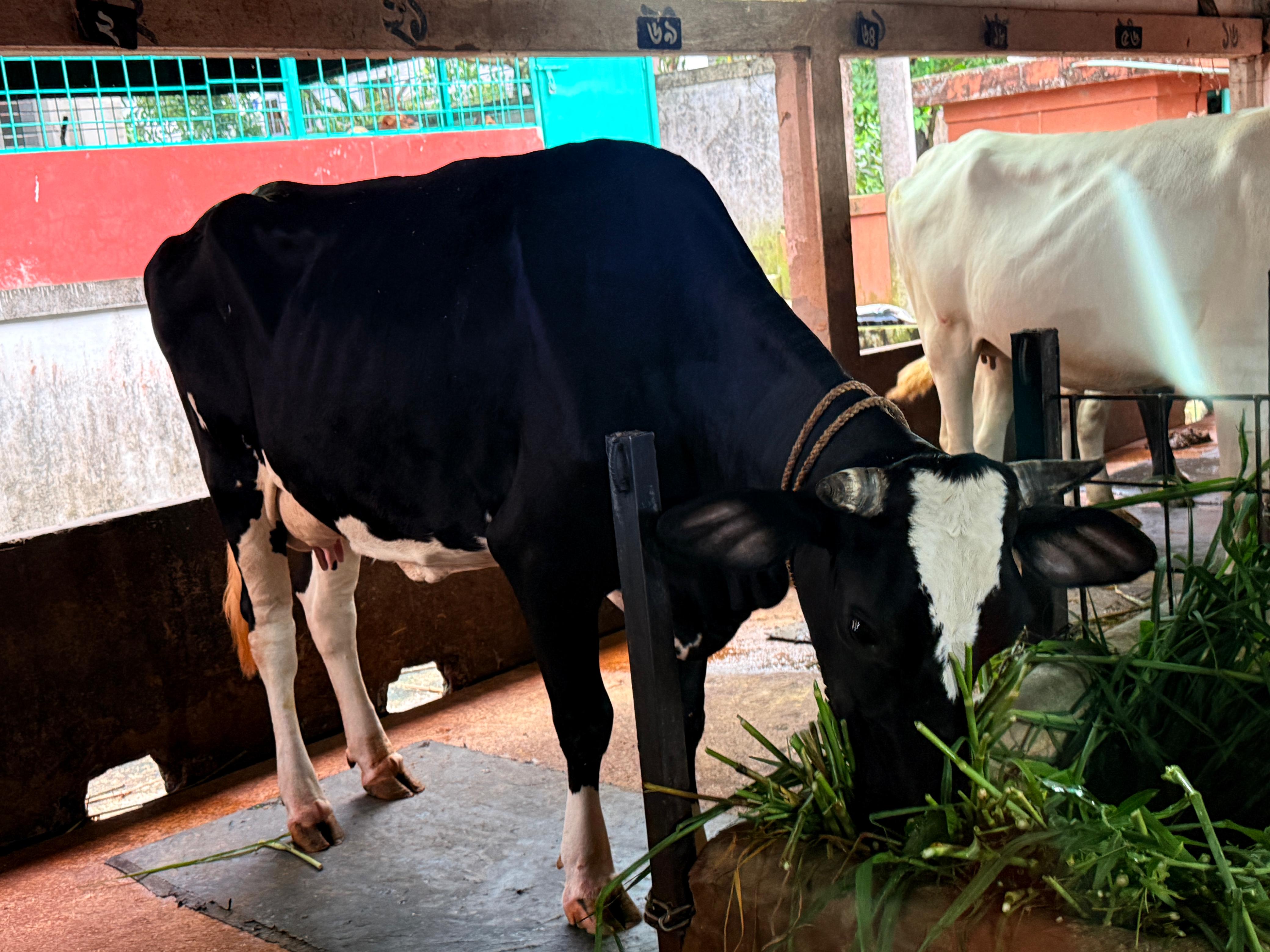 Cow Milking 4