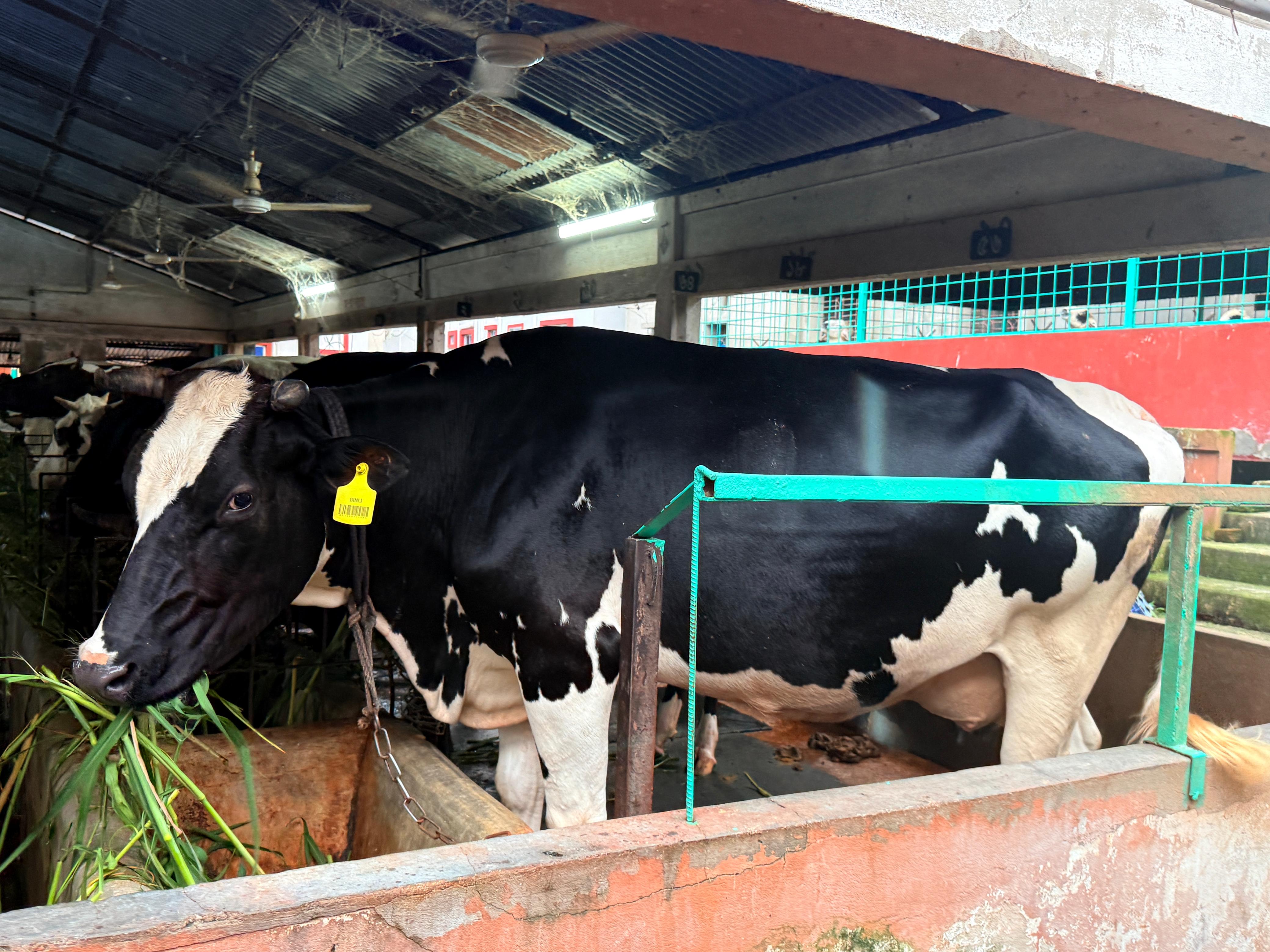 Cow Milking 5