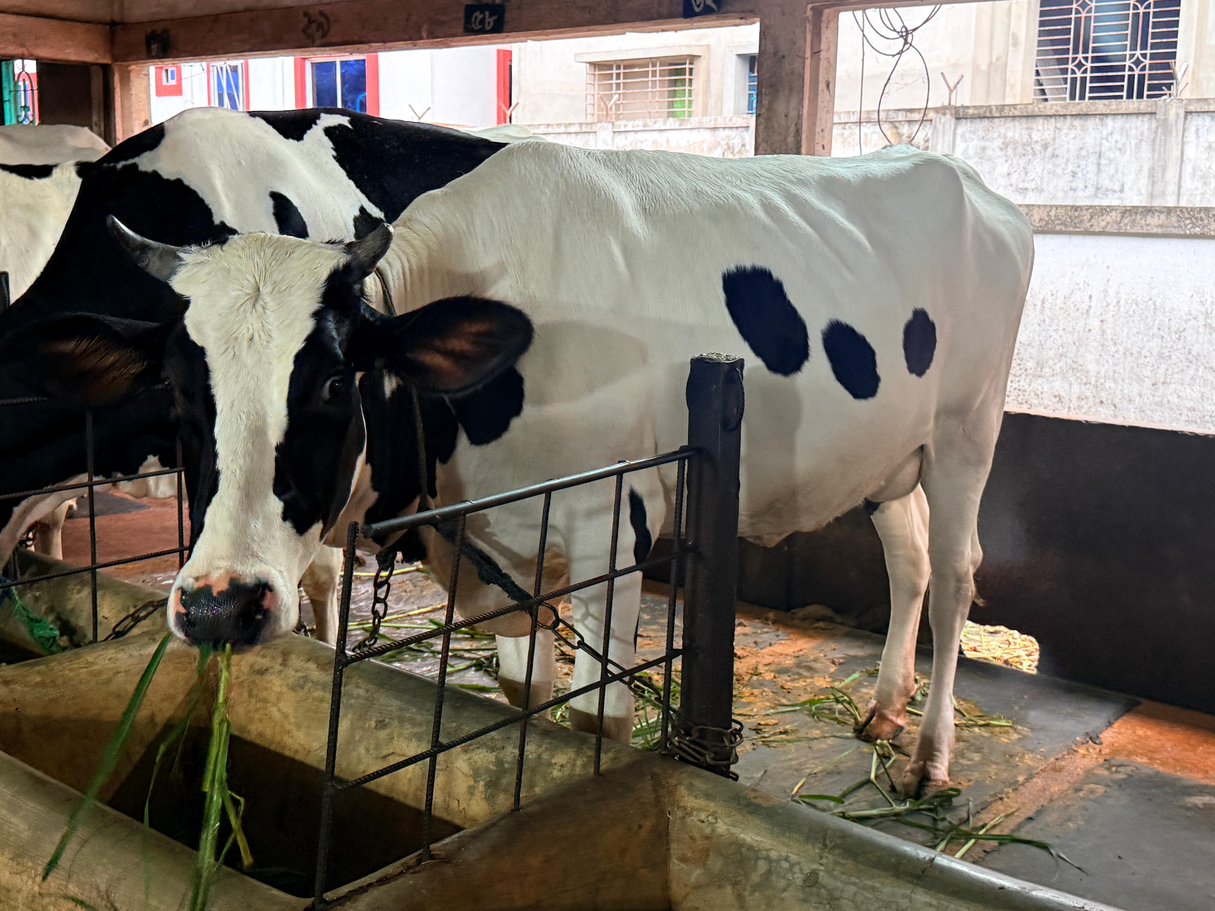 Cow Milking 6